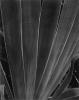 STRAND_LEAVES_II.JPG