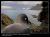 21_Paul_Nicklen-bf.jpg