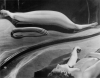 KERTESZ_DISTORTION.JPG