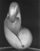 WESTON_SHELLS.JPG