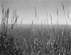 WESTON_GRASS.JPG