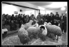 kurbanlar_meydanda.jpg