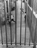 KERTESZ_NEW_YORK.JPG